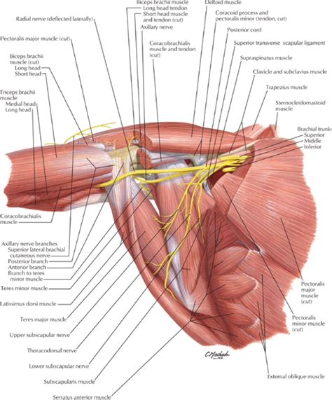 Shoulder Anatomy Nerves