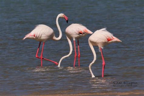 Lesser Flamingo (Phoenicoparrus Minor) | Focusing on Wildlife