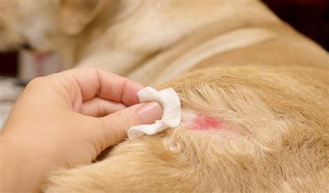 4 Best Dog Ringworm Treatment Home Remedies and Their Safety