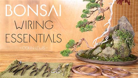 Bonsai Wiring Essentials | Craftsy