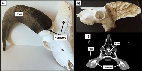 Mark P. Witton's Blog: The horns of Arsinoitherium: covered in skin or ...