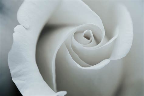 El significado de la rosa blanca