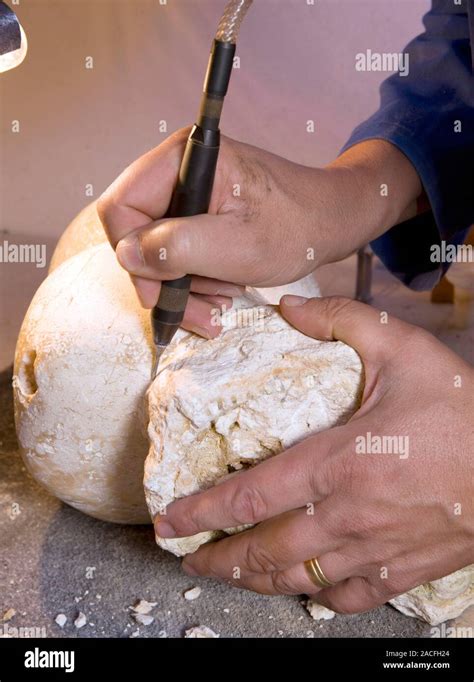 Palaeontologist extracting a fossil. Palaeontologist using cutting tools to remove surrounding ...