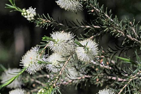 Melaleuca ericifolia – Bungalook Nursery