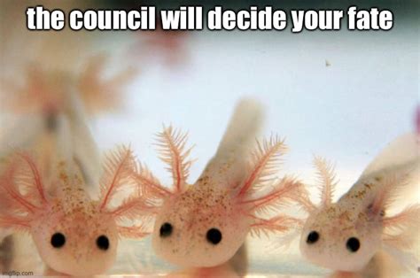 Axolotl_memes Memes & GIFs - Imgflip