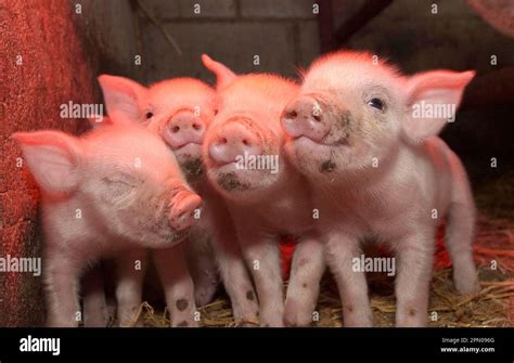 Domestic Pig, Middle White piglets, standing under heat lamp, England, United Kingdom Stock ...