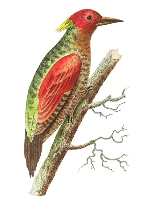 Hairy Woodpecker, Red-bellied Woodpecker, Red.. | Free public domain illustration - 277429