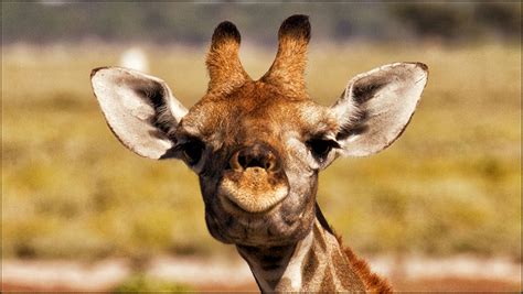 Fotos von Giraffe Kopf Tiere Starren