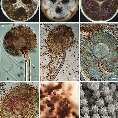 Aspergillus brasiliensis sp. nov. CBS 101740 T . (a) Colonies on CYA ...