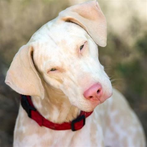 Is My Dog Albino? Characteristics of Albino Dogs