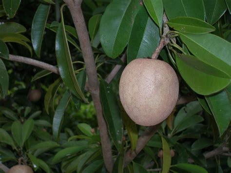 Manilkara zapota (Sapodilla Tree) - Richard Lyons Nursery, Inc.