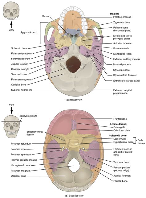 OpenStax AnatPhys fig.7.8 - Superior-Inferior View of Skull Base ...