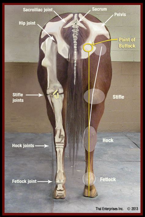 Vitals & Anatomy - Horse Side Vet Guide | Horse anatomy, Anatomy, Horse ...