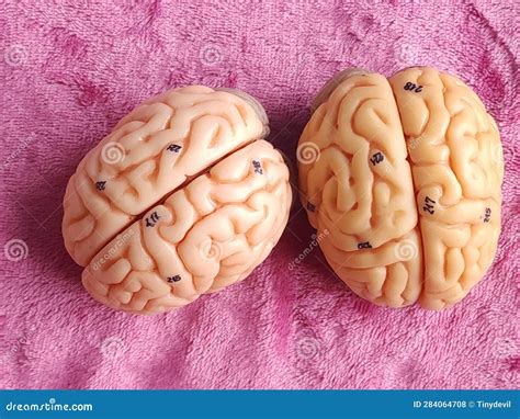 Human brain anatomy model stock photo. Image of cerebral - 284064708