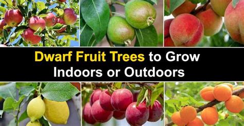 Dwarf Fruit Trees to Grow Indoors or Outdoors (With Pictures)