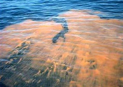 Florida Red Tide latest update: Algae blooms send people to ER, kill ...