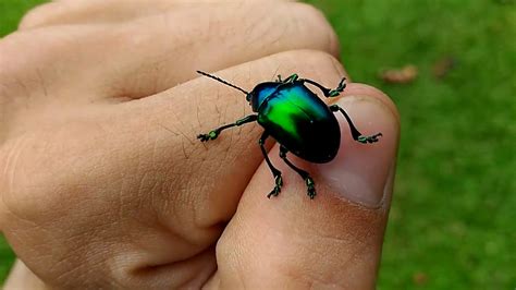 Iridescent blue beetle. (Eumolpus sp.) - YouTube