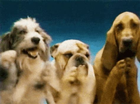 Dogs Clap GIF - Dogs Clap Applause - Discover & Share GIFs