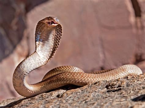 Cape Cobras Eat Their Own Kind, But Only Males - Reptiles Magazine