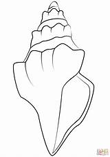 Seashell coloring Page  Free Printable Coloring Pages sketch template