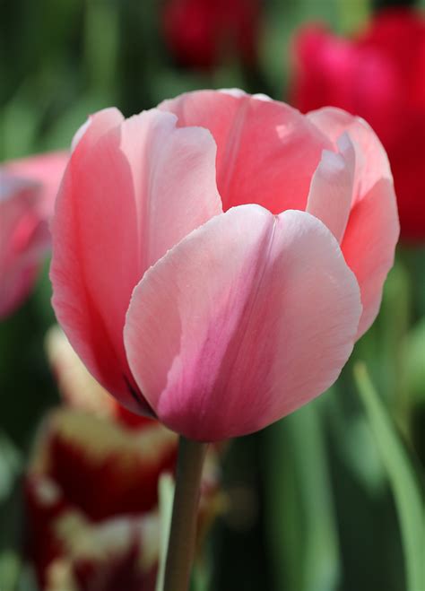 Pink Tulip Close-up Free Stock Photo - Public Domain Pictures