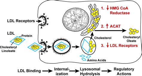 The LDL Receptor | Arteriosclerosis, Thrombosis, and Vascular Biology