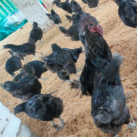 Kadaknath Chicken Supplier at low Price in Haryana, India