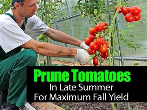 Do you want to be able to enjoy your homegrown tomatoes just a little longer? By using a few ...