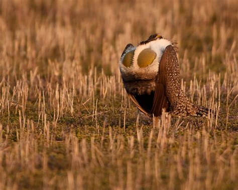 U.S. to Limit Petroleum Drilling on Habitat of Greater Sage Grouse ...