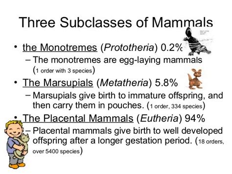 Image result for subclasses of mammals | Egg laying mammals, Mammals, Immature