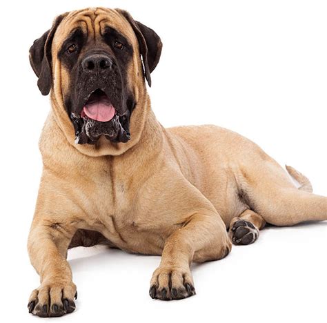 MASTÍN INGLÉS (English mastiff) | Todo sobre esta raza de perros