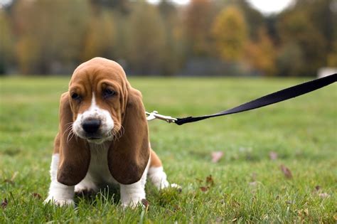 Leash Training: How to Train a Dog or Puppy to Walk on a Leash