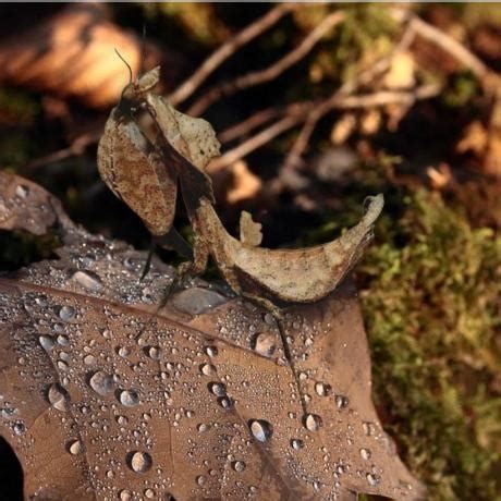 Madagascan Dead Leaf Mantis - Brancisikia freyi