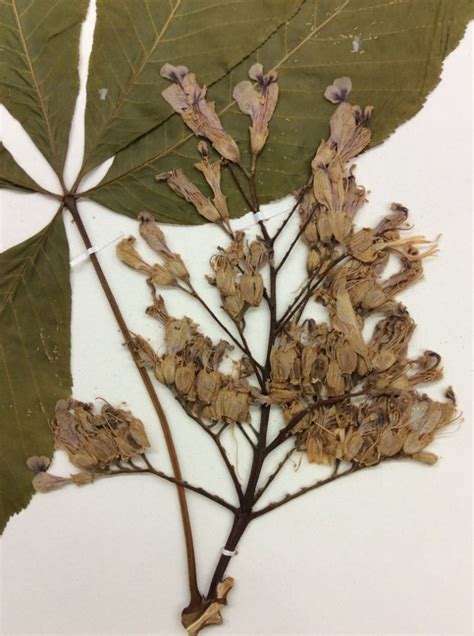 yellow buckeye_flower-1jt7fhz | OSU Bio Museum