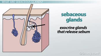 What Are Sebaceous Glands? - Definition & Function - Video & Lesson ...