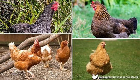 What Chicken Breeds Lay The Largest Eggs?