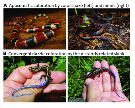 | Diverse reptile coloration. (A) An example of well known aposematic ...