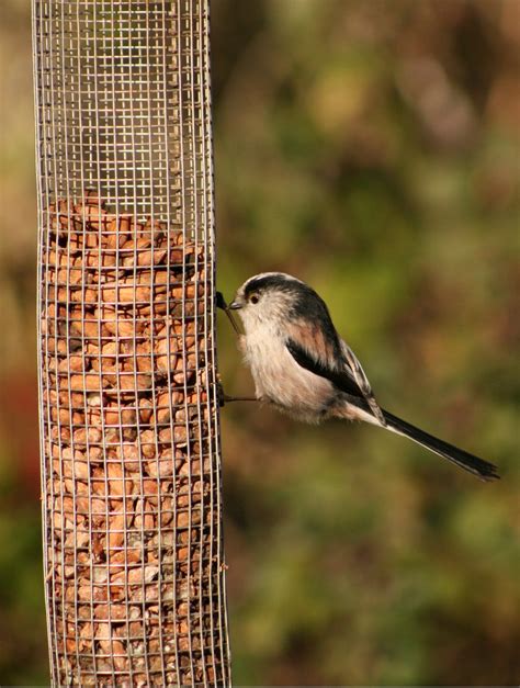 Birds at Langford Lake 4 Free Photo Download | FreeImages