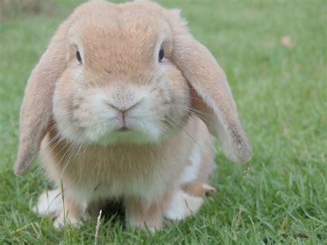 Free photo: Bunny, Rabbit, Easter, Pet, Animal - Free Image on Pixabay ...
