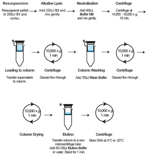 bioproess tech102: Lab6: Extraction of Plasmid DNA using GF-1 Plasmid DNA extraction Kit