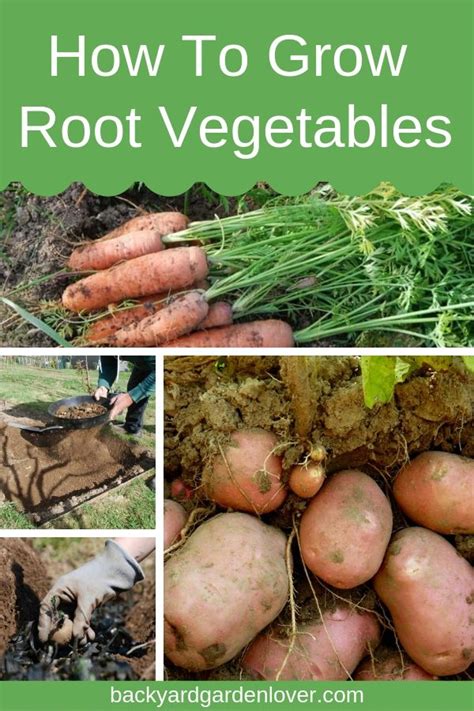 Growing root vegetables is easy and rewarding. Learn how to grow root vegetables your family ...