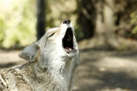 Family Fun and Learning at the Owl Hoot & Coyote Howl Hike