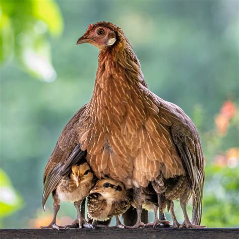 Beautiful photo of mother hen protecting chicks from the rain captured ...