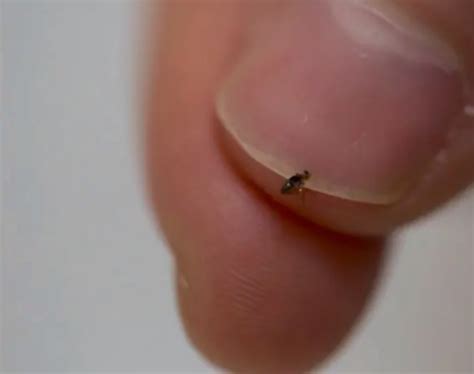 The size of an adult flea on a human finger nail.