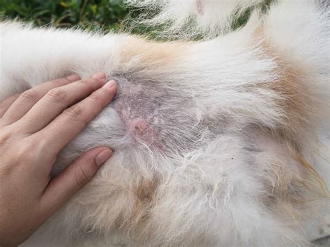 cat scabs on neck and hair loss - Amenable Blogger Gallery Of Images