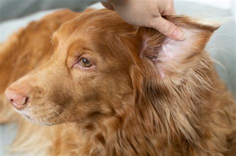How to Prevent Yeast Infections in Your Dog's Ears | Redmond Veterinarians | How to Get Rid of a ...