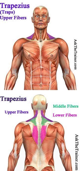 Trapezius Anatomy for Best Exercises | Shoulder workout, Best shoulder ...