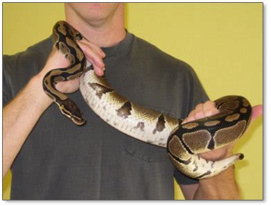 Can A Ball Python Kill You? - ReptileStartUp.com