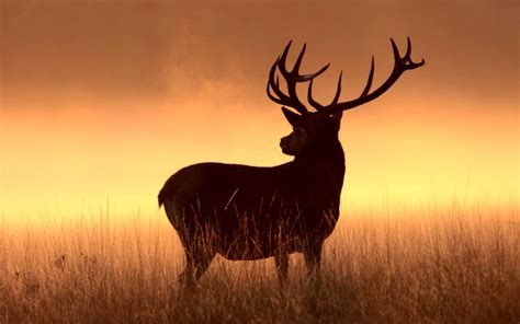 Deer Silhouette Hd Wallpaper | Best Wallpapers HD Gallery