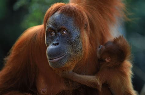 Orangutan - Sumatra | Rhinocéros de sumatra, Espèces menacées, Animaux éteints